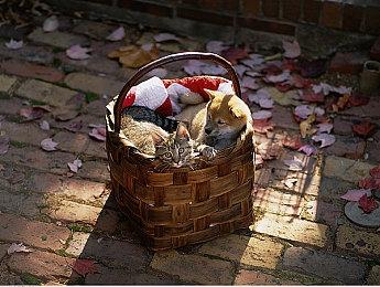 索尼新一期State of Play将于6月3日6点举行 时长30分钟